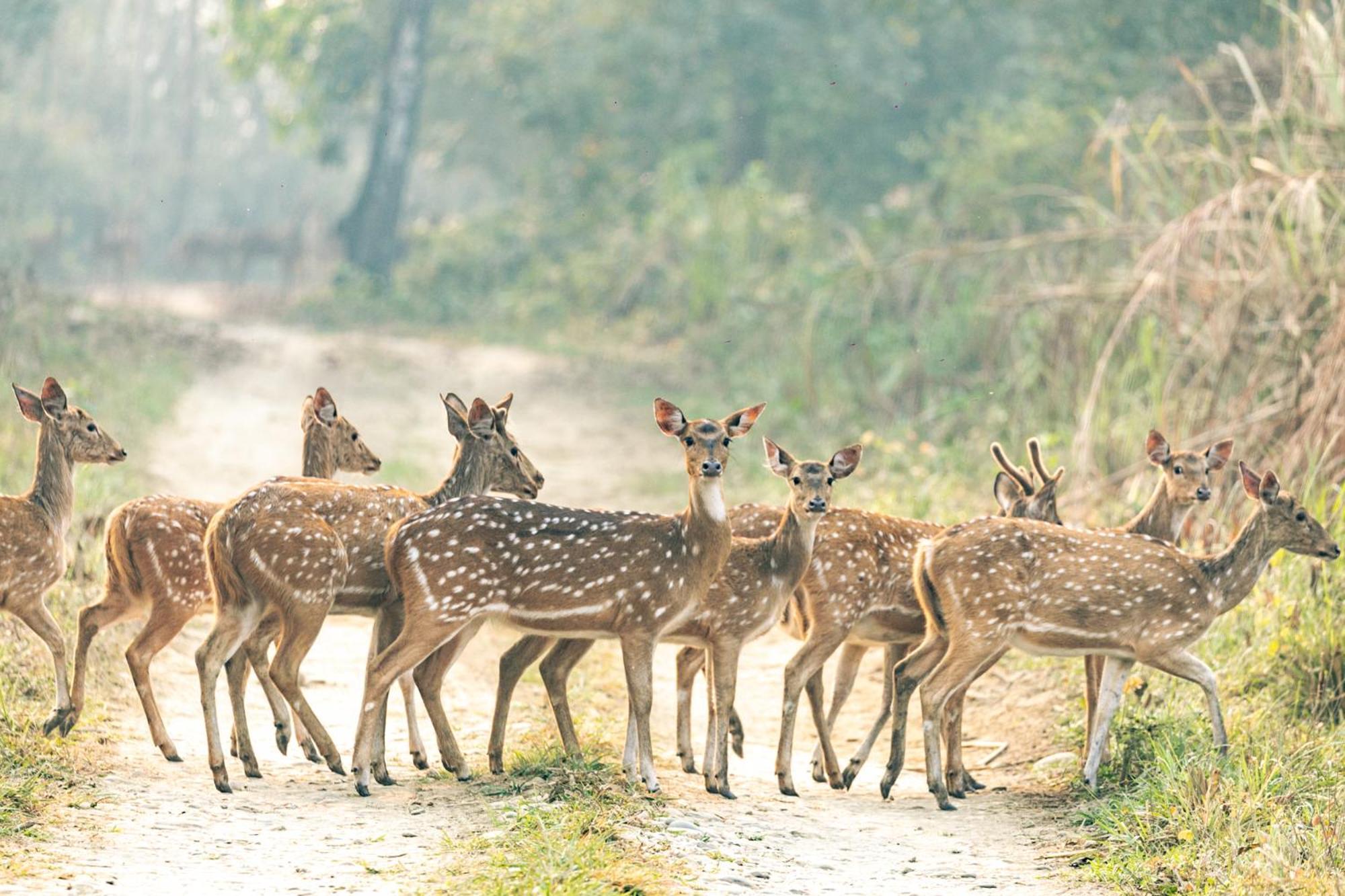 Kasara Chitwan Patlahara Exterior foto
