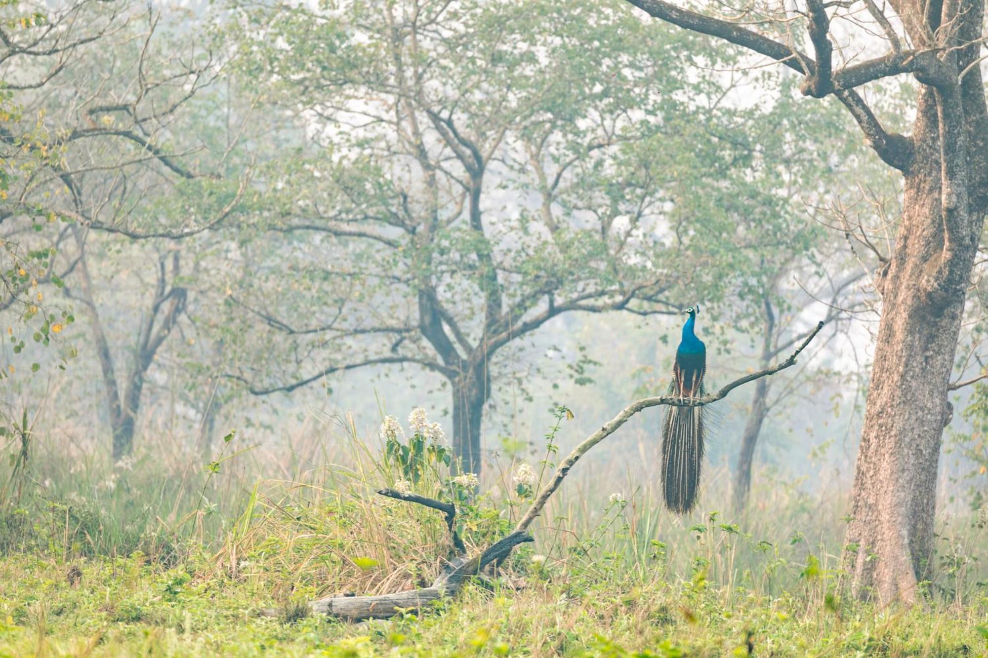 Kasara Chitwan Patlahara Exterior foto
